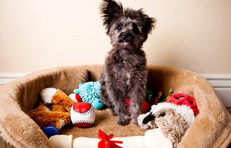 Dogs trust best sale welcome cottages